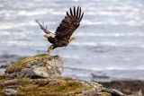 Aquila di mare (Haliaeetus albicilla) - White-tailed Eagle