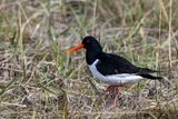 Beccaccia di mare (Haematopus ostralegus) - Eurasian Oystercatcher