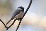 Cincia siberiana (Poecile cinctus) - Siberian Tit