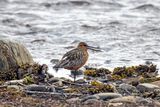 Pittima minore (Limosa lapponica) - Bar-tailed godwit