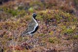 Piviere dorato (Pluvialis apricaria) - European Golden-Plover