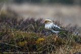 Combattente (Calidris pugnax) - Ruff