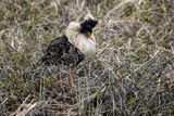 Combattente (Calidris pugnax) - Ruff