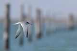 Fraticello (Sternula albifrons) - Little Tern