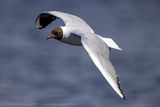 Gabbiano comune (Chroicocephalus ridibundus) - Black-headed gull