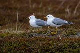 Gavina (Larus canus) - Mew gull