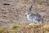 Lepre variabile (Lepus timidus)