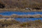 Pesciaiola (Mergellus albellus) - Smew