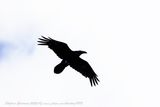 Corvo imperiale (Corvus corax) - Common Raven