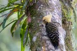 Blond-crested Woodpecker (Celeus flavescens) ♀; - Picchio crestabionda