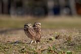 Burrowing Owl (Athene cunicularia) - Civetta delle tane
