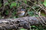 Rufous-collared Sparrow (Zonotrichia capensis) - Passero collorossiccio
