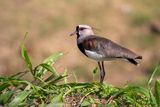Southern Lapwing (Vanellus chilensis) - Pavoncella del Sudamerica