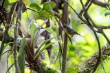 Spot-breasted Antvireo (Dysithamnus stictothorax) - Vireo formichiero pettomacchiato ♂
