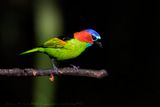 Red-necked Tanager (Tangara cyanocephala) - Tanagra collorosso