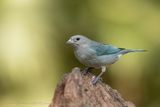 Sayaca Tanager (Thraupis sayaca) - Tanagra sayaca