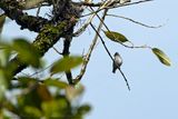 Buff-throated Purpletuft (Iodopleura pipra) - Ciuffetto golacamoscio