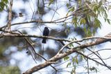 Long-tailed Tyrant (Colonia colonus) - Tiranno codalunga