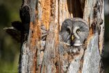 Allocco di Lapponia (Strix nebulosa) - Great grey owl
