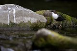 Merlo acquaiolo (Cinclus cinclus) - White-throated Dipper