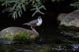 Merlo acquaiolo (Cinclus cinclus) - White-throated Dipper