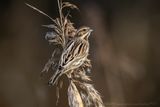 Migliarino di palude (Emberiza schoeniclus) - Reed Bunting