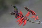 Brazilian Ruby (Clytolaema rubricauda) - Rubino del Brasile ♀