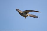 Cuculo (Cuculus canorus) - Common Cuckoo