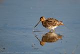 Beccaccino (Gallinago gallinago) - Common Snipe