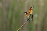 Gruccione (Merops apiaster) - European Bee-eater