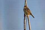 Beccamoschino (Cisticola juncidis) - Zitting Cisticola