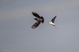 Cavaliere dItalia (Himantopus himantopus) - Black-winged Stilt