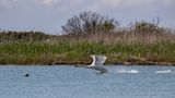 Cigno reale (Cygnus olor) - Mute Swan