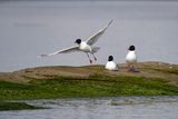 Gabbiano corallino (Ichthyaetus melanocephalus) -Mediterranean Gull