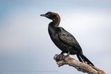 Marangone minore (Microcarbo pygmaeus) - Pygmy Cormorant