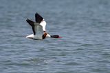 Volpoca ♀ (Tadorna tadorna) - Common Shelduck