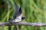 Rondine (Hirundo rustica) - Barn Swallow