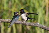 Rondine (Hirundo rustica) - Barn Swallow