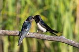 Rondine (Hirundo rustica) - Barn Swallow