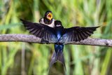 Rondine (Hirundo rustica) - Barn Swallow