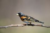Peppola ♂ (Fringilla montifringilla) - Brambling