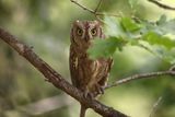 Assiolo (Otus scops) - Eurasian Scops-Owl