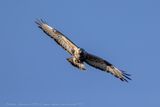 Poiana calzata (Buteo lagopus) - Rough-legged Hawk