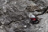 Picchio muraiolo (Tichodroma muraria) - Wallcreeper