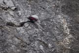 Picchio muraiolo (Tichodroma muraria) - Wallcreeper