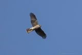 Sparviere (Accipiter nisus) - Eurasian Sparrowhawk