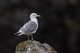 Gabbiano reale nordico (Larus argentatus) - European Herring Gull