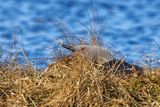 Strolaga minore (Gavia stellata) - Red-throated loon