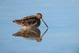 Beccaccino (Gallinago gallinago) - Common Snipe