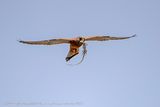 Grillaio (Falco naumanni) - Lesser Kestrel